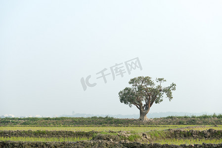 孟加拉国单树景观