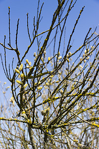 柳树叶摄影照片_蓝天背景下的一组春天褪色柳树枝