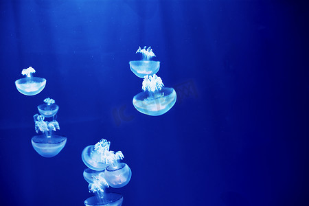 蓝色背景中的荧光水母，海洋