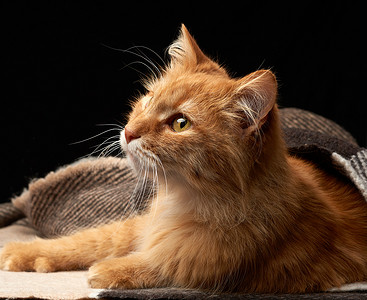 花纹红摄影照片_成年红猫躺在羊毛毯上，深色背景