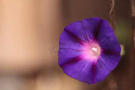 紫色牵牛花花 Ipomoea purpurea