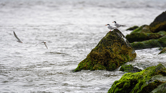 海岸上覆盖着海草和泥土的岩石上的鸟类