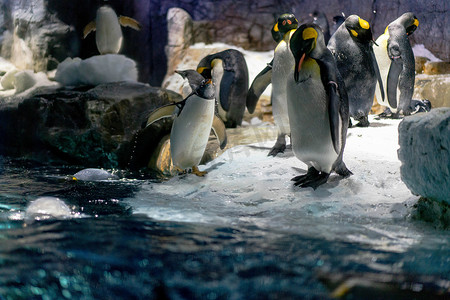 巴布摄影照片_大阪水族馆凯伊的巴布亚企鹅和王企鹅