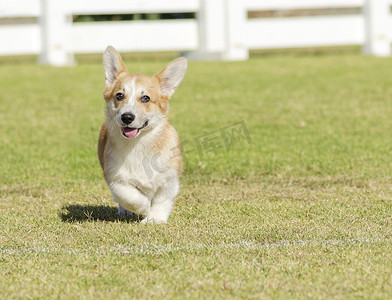 威尔士柯基犬彭布罗克