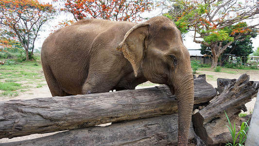 大象耳朵摄影照片_在泰国清迈省 Mae Tang 的大象护理保护区，大象以甘蔗和竹子为食时，大象的树干特写。