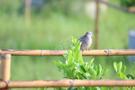 一只鸽子鸟栖息在花园里的野树枝上