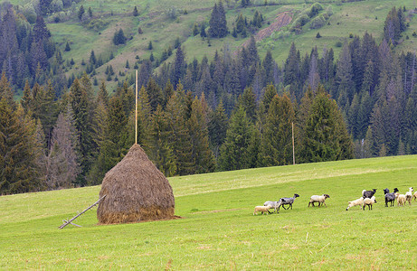 春日明媚的早晨，一群羊在青山草地上吃草