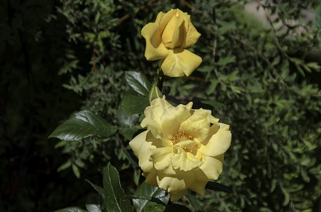 天然室外花园盛开的黄玫瑰丛