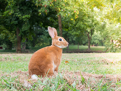 兔尾巴摄影照片_棕兔