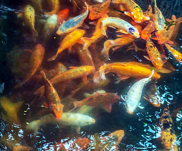 锦鲤金鲤鱼在水下池塘顶视图中游泳