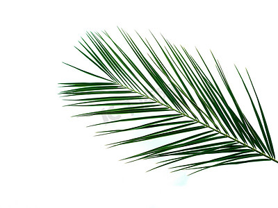 莱芜莱城区学生妹ktv服务11.6.9.3.3.7.1威芯摄影照片_棕色木质背景上的棕榈叶，复制空间