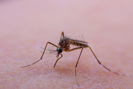 条纹蚊子的特写正在吃人皮肤上的血