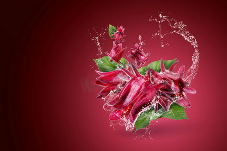 水溅在玫瑰茄芙蓉 sabdariffa 红花上红色