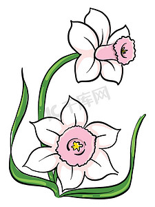 手绘花朵插图摄影照片_粉红色的花朵，插图，白色背景上的矢量