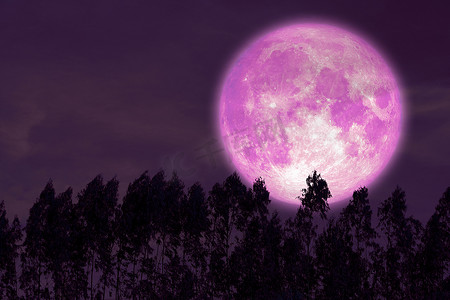 红色夜空中的超级鲟鱼粉红色月亮背影松树