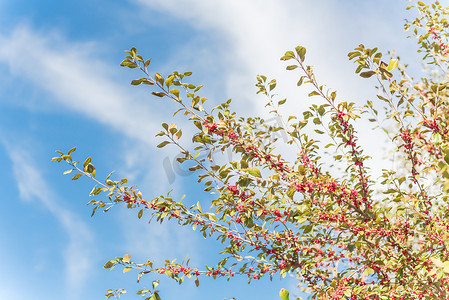 冬秋天的摄影照片_阳光明媚的秋日，树枝上美丽的德克萨斯冬青冬青蜕皮红果