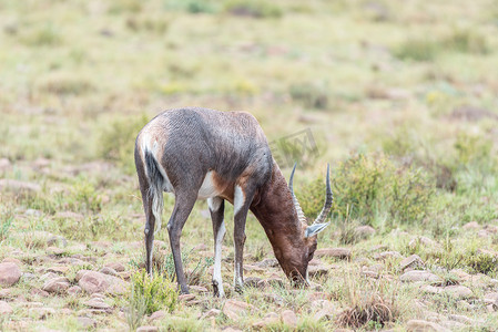 斑马山国家公园的湿大羚羊