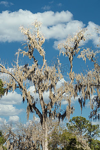 晴空下光秃秃的树上的西班牙苔藓