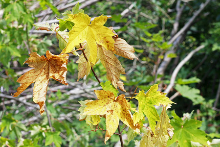 秋天森林树枝上的绿色和黄色叶子
