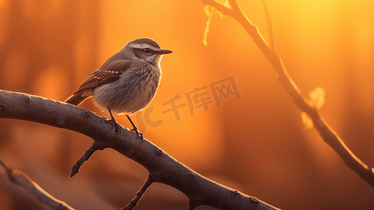 日落时棕色树枝上的灰白相间的鸟