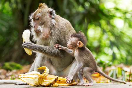香蕉摄影照片_猴子吃香蕉。