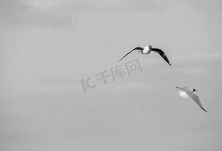 天翼云摄影照片_海鸥在灰色的天空中飞行