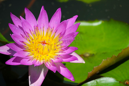 粉红莲花在池塘中盛开，在水坝上模糊垫