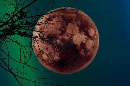 夜空中的超级黑暗收获月亮背干树枝