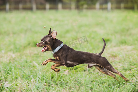 可爱的俄罗斯玩具梗犬在草地上跳跃