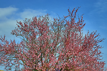 美丽的樱桃树和李树在春天开花