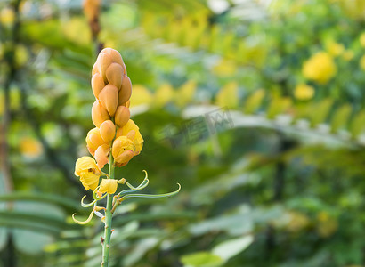 圣诞蜡烛，癣布什花