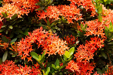 Red flower spike, Rubiaceae flower, Ixora coccinea 是一种花灌木，原产于印度南部和斯里兰卡。（选择焦点前面的红茜草科花）