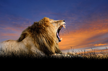 落日天空背景下的狮子