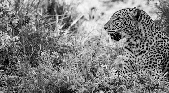 南非克鲁格国家公园黑白相间的草丛中的豹子。