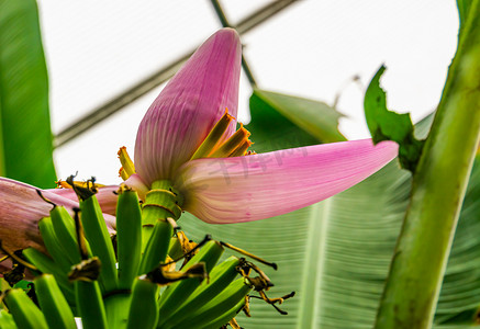 巨大的花摄影照片_特写香蕉植物的花，来自澳大利亚的热带植物