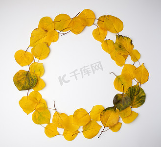 花卉圆形花环摄影照片_白色背景上黄色干杏叶的圆形花环