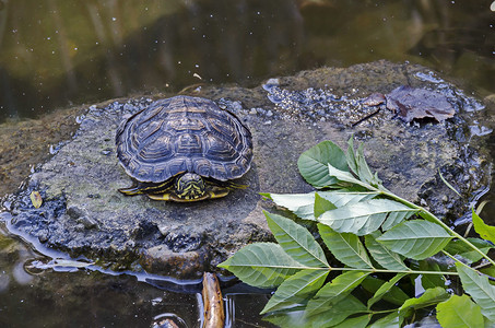 水龟摄影照片_乌龟、水龟、乌龟或 Теstudinidae 在南公园湖的自然环境中放松