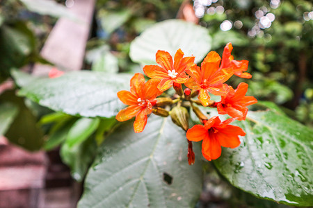 Cordia sebestena 是琉璃苣科的灌木树