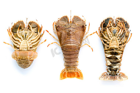 平头龙虾，龙虾摩顿湾臭虫，东方平头龙虾