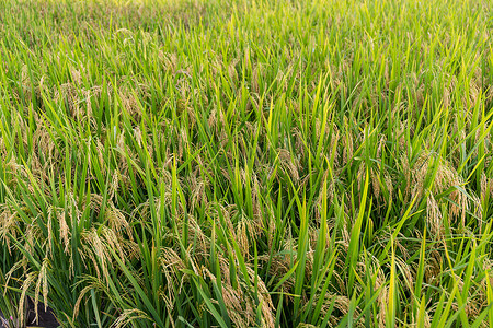 种植水稻草甸