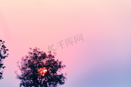 树上美丽的黄昏日落，应用风景滤镜
