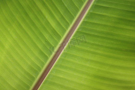 线条茶摄影照片_泰国的香蕉叶有绿色和新鲜