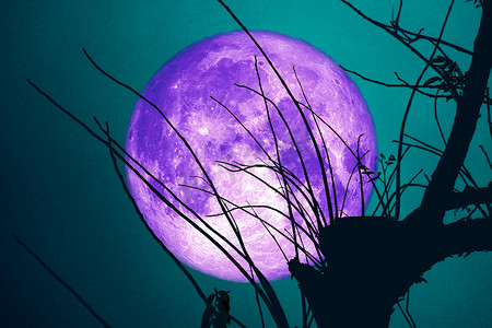 黑暗天空中的超级海狸月亮和夜晚的剪影干树