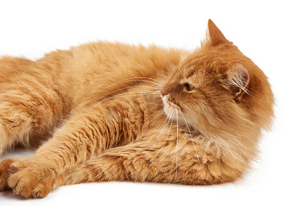 成年蓬松的红猫躺着休息，看着旁边
