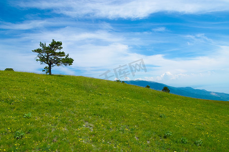 夏天山上的松树