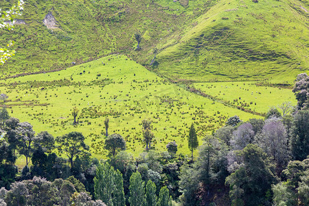 新西兰典型的乡村景观