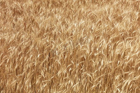 种植成熟小麦的金色田地的模糊背景