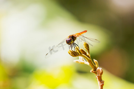 叶子上的蜻蜓，热带雨林中的大型昆虫生活。