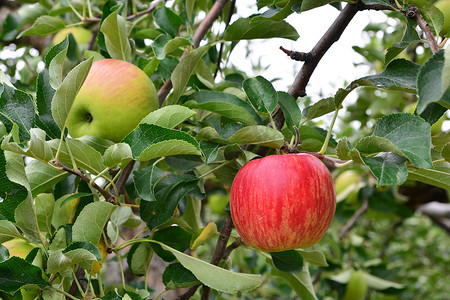 苹果 (Malus domestica)，在树上，在日本