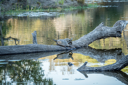 两只斑点水龟在水中的树枝上。